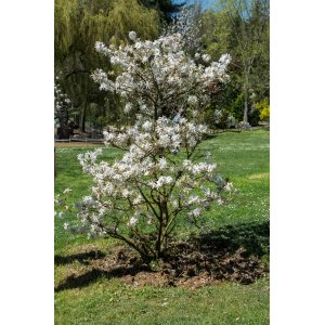 Magnólia hviezdicokvetá (Magnolia stellata)  ´WATERLILY´ - výška 40-60 cm, kont. C3L (-26°C)